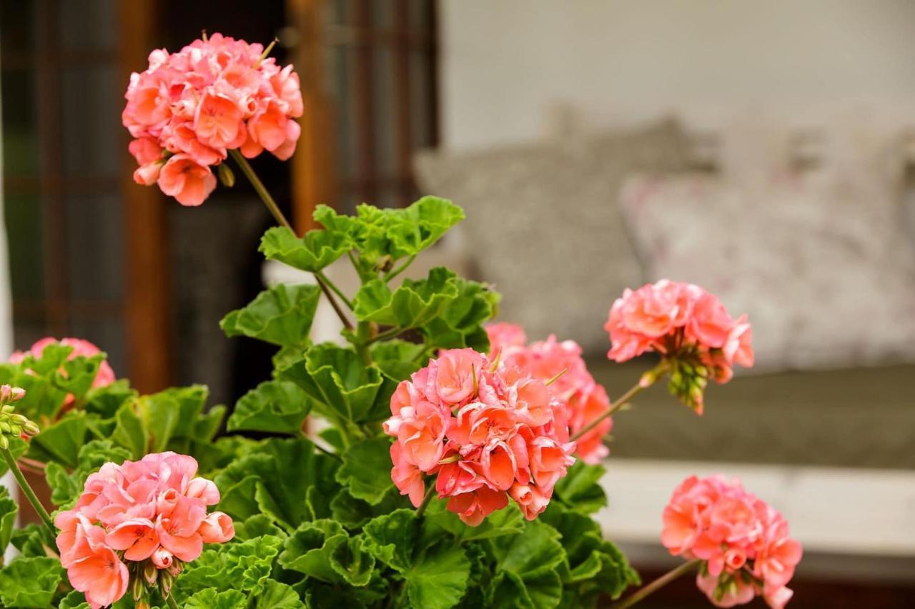 Blue Lily Retreat Bed & Breakfast Matjiesrivier  Ngoại thất bức ảnh